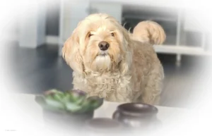 Cobberdog Charlie – porträttfoto av hund