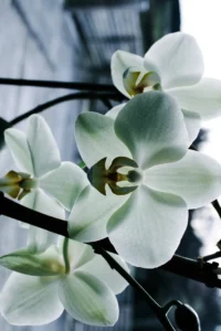 Blåtonad orkidé – kreativ blomfotografering av Anna E Johansson