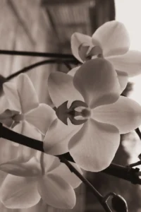 Svartvit orkidé med rosaton – stiliserad blomfotografering