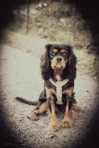Porträttfoto av Cavalier King Charles Spaniel, tagen av Anna E Johansson
