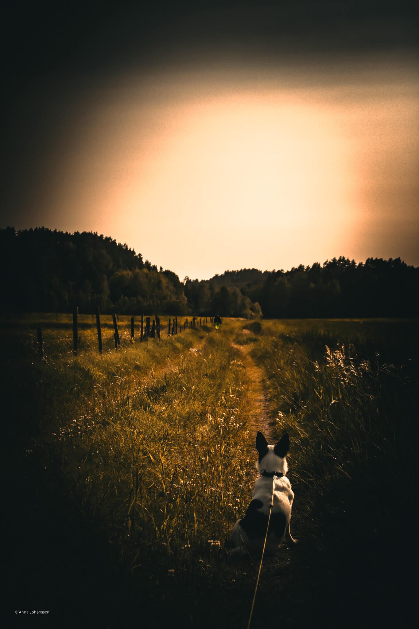 Fotografi med Jack Russell i solnedgång genom annaejohansson